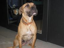 Darko