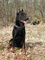 Taz